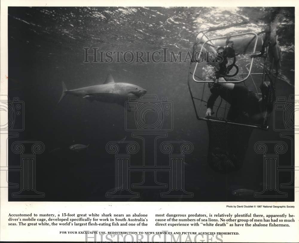 Historic Images - 1987 Press Photo 15-Foot Great White Shark Approaches Diver, South Australia