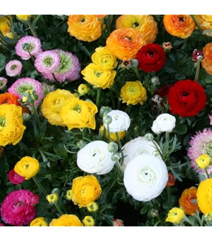 ブラック Ranunculus様 Ranunculus Bulbs - Black | Flower Bulbs | Eden Brothers