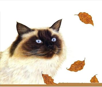 Gzdxhn Diamant Peinture Chat Diamant Broderie Maple Feuilles