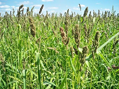 Brown Top Millet Seeds - Makes an Abundance of Seed!!!!!! 100 Seeds
