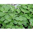 Cuban Oregano Seeds,AKA (Broad Leaf Thyme) Spanish thyme,Mexican Mint,Hung chanh