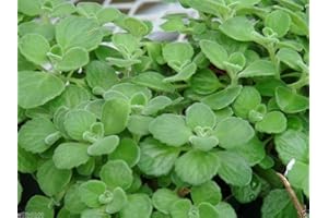 WBUT2023 Cuban Oregano Seeds,AKA (Broad Leaf Thyme) Spanish thyme,Mexican Mint,Hung chanh