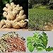60PCS Herbal Ginger Patch is one of The Best Natural Solution for Lymphatic Drainage, Body Pain, migraine, Joint Pain and Stomach Bloating