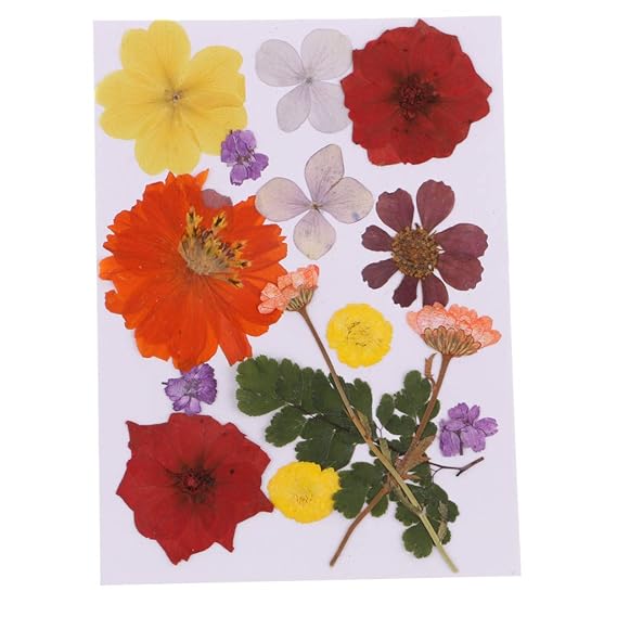 Buy Accra Multiple Beautiful Real Pressed Flower Natural Dried Flowers