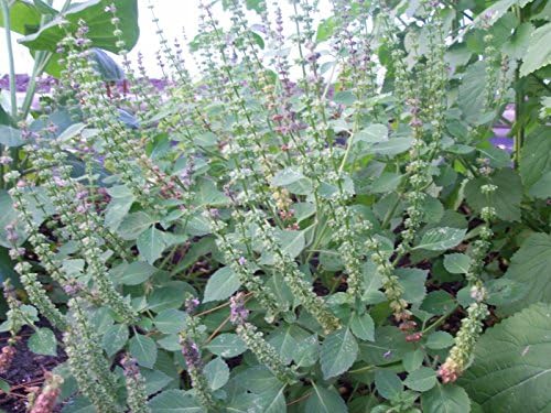 Tulsi, Kapoor Tulsi, Ocimum Sanctum, Organic, 50 Seeds Per Pack, Holy Basil