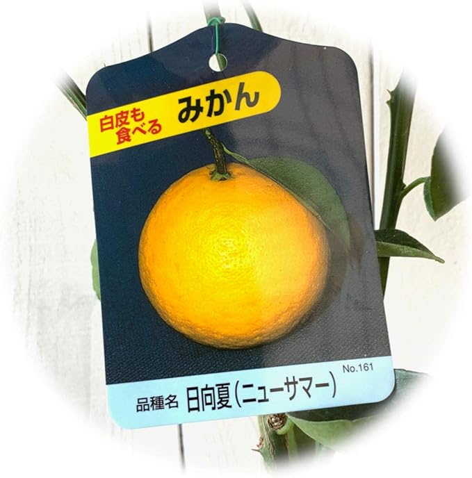 Amazon みかん 苗木 日向夏 13 5cmポット苗 ひゅうがなつ ミカン 苗 蜜柑 果物