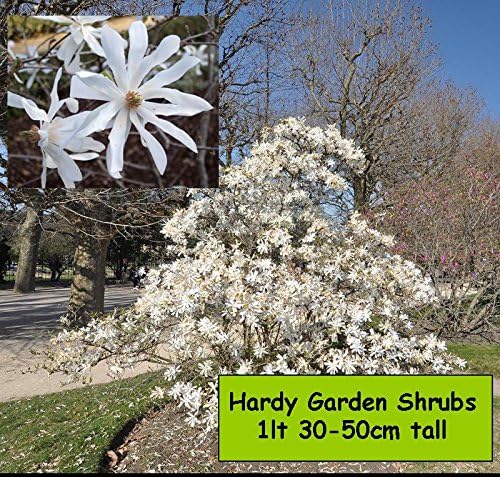 Garden Shrub Plants, Magnolia stellata, white star shaped flowers in spring, hardy outdoor garden bush