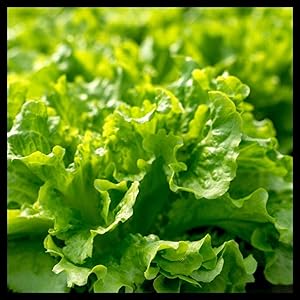Black Seeded Lettuce Seeds | Lettuce Seeds for Planting Home Gardens | Heirloom & Non-GMO | Planting Instructions Included