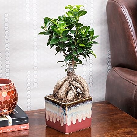Exotic Green Alluring Ficus 3 Year Old Bonsai Plant English Purple Pot