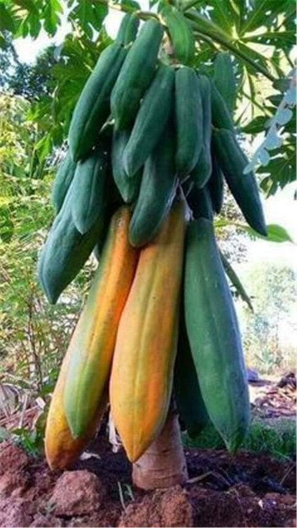 New Big Papaya Seed Semente de frutas tropicais Garden Supplies 20 Pcs Bonsai Plant