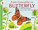 From Caterpillar to Butterfly (Let's-Read-and-Find-Out Science, Stage 1)