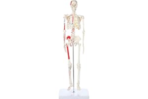 Axis Scientific Mini Human Skeleton Model with Metal Stand, 31" Tall, Painted and Numbered Muscle Insertion and Origin Points, Product Manual for Study