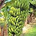 Banana Plants "Grand Nain" Includes Four (4) Plants primary