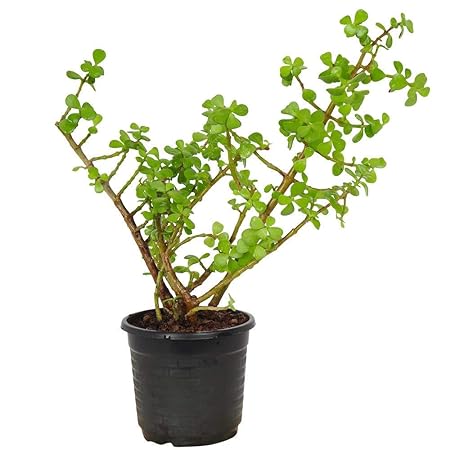 The Bonsai Plants Good Luck Jade Plant with Pot indoor Plant
