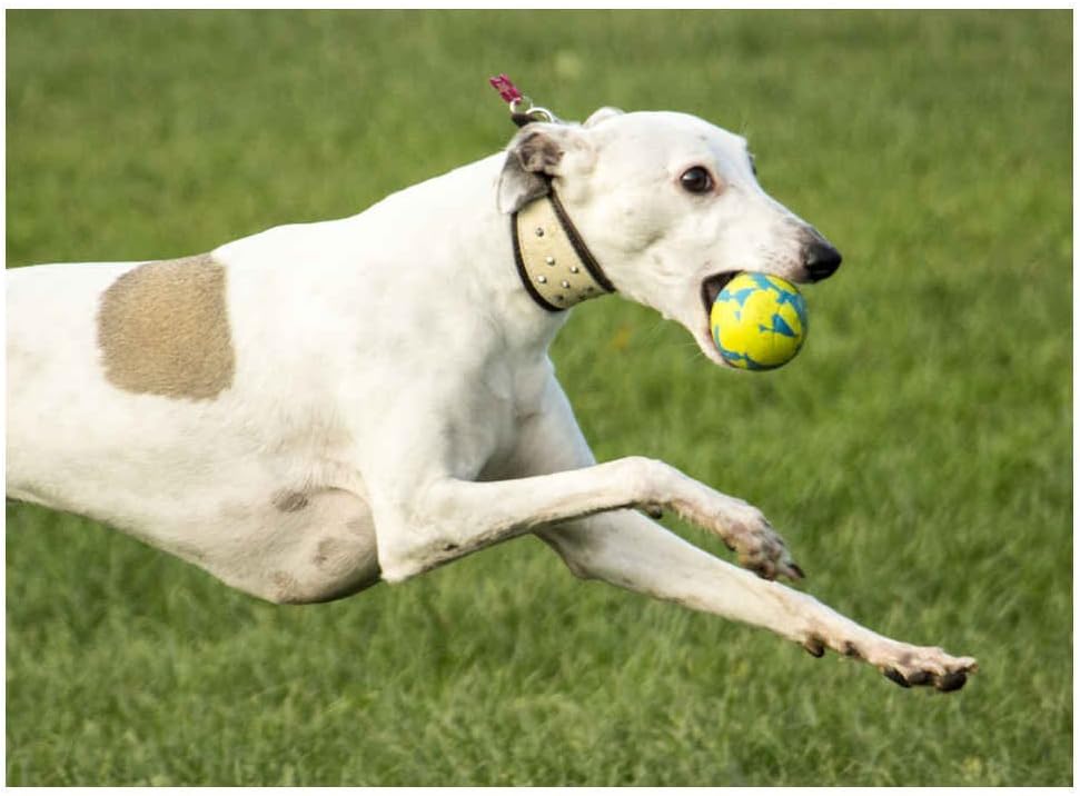 Foaber Foam and Rubber Hybrid Dog Activity Play Chew Bounce Ball, Small, Green - Image 3