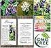 20 x SASKATOON SERVICEBERRY - Amelanchier alnifolia Seeds - Saskatoon Berry - fruit can be eaten raw or cooked. The fruit has a very nice sweet flavor with a hint of apple in the taste - HARDY To Zone 6 - By MySeeds.Co