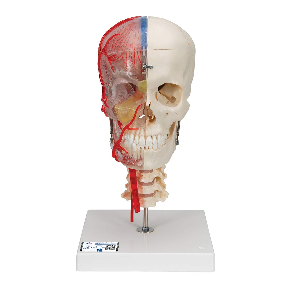 3B Scientific A283 Bonelike Human Skull Model, Half Transparent and Half Bony, Complete with Brain and Vertebrae + free anatomy software - 3B Smart Anatomy