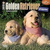 Golden Retriever Puppies 2015 Small Wall Calendar