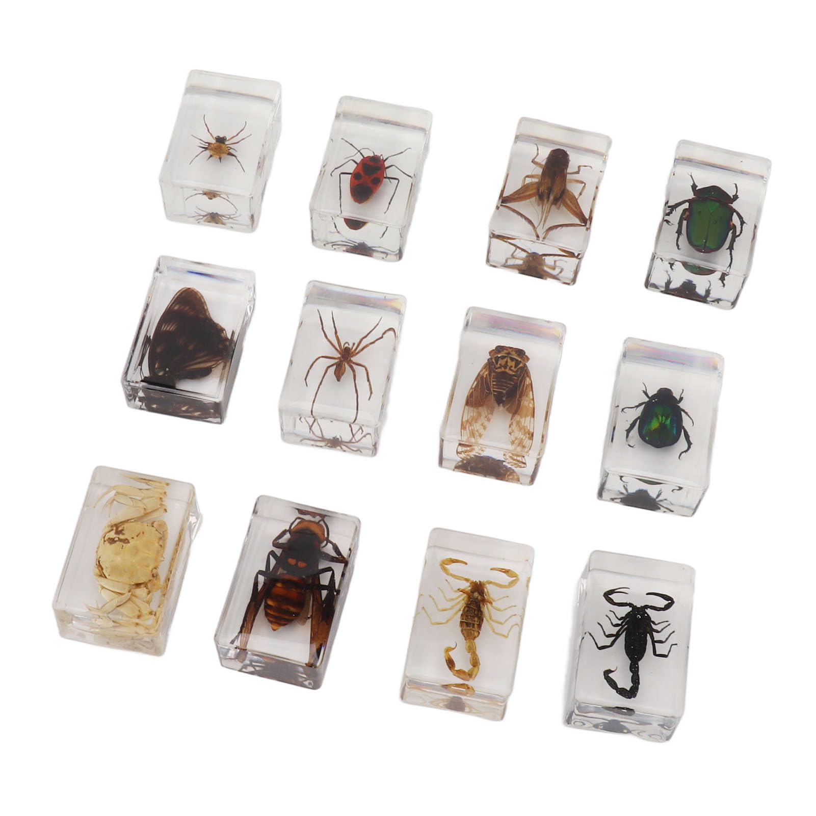 12 Pcs Bugs in Resin, Transparent Resin Bugs Specimens Various Real Bugs Preserved in Resin for Kids Scientific Educational Supplies Bugs Display