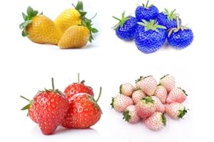 EKFRPAU 400+ Mix Strawberry Seeds for Planting Red Yellow Blue White Climbing Strawberry Heirloom Everbearing Fruit Sweet and Delicious (Fragaria × ananassa)
