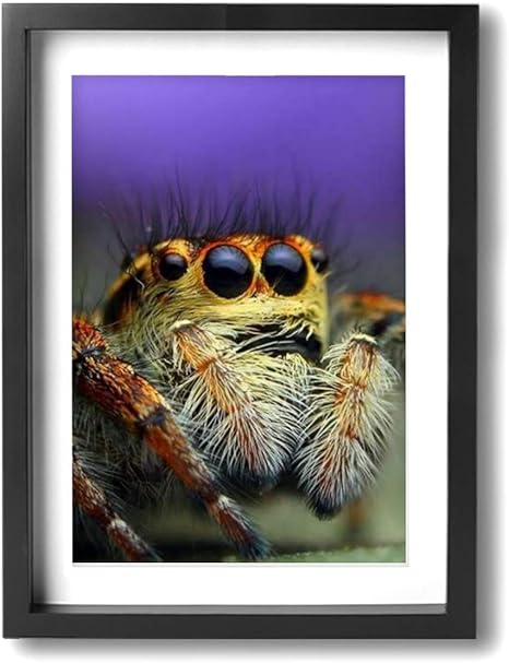Amazon 昆虫の蜘蛛 自然動物の写真 装飾画 壁掛け芸術パネル 室内装飾ポスター縦に立つ 玄関 部屋装飾 壁掛け式 現代芸術 壁の絵 軽くて取り付けやすい 居間 現代壁の絵 壁掛け 部屋飾り 壁アート インテリア オンライン通販