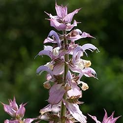 Aromatics International Pure Organic Clary Sage