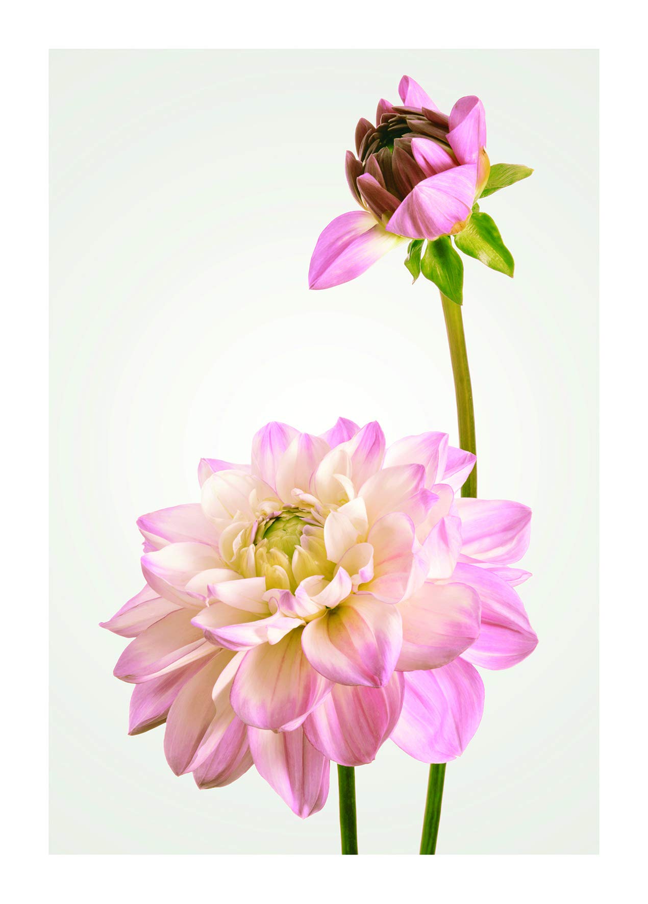 Komar Wall Picture | Dahlia | Poster Picture Living Room Bedroom Decoration Art Print Without Frame | P066-50x70 | Size: 50 x 70 cm (Width x Height)