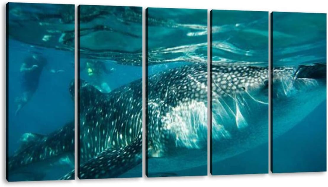 KiiAmy 5 Panels Art Wall Decor Whale Shark Feeding in oslob Philippines Whale Shark Stock Artwork Modern Canvas Prints Office Bedroom Home Decor Framed Painting Ready to Hang (60''Wx32''H)