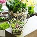 NCYP Small Geometric Vintage Glass Jewelry Box, Gold Succelent Plants Terrarium with Swing Lid, Pentagon Shape Clear Metal Brass Display Planter for Wedding Decoration (No Plants, Terrarium Only)
