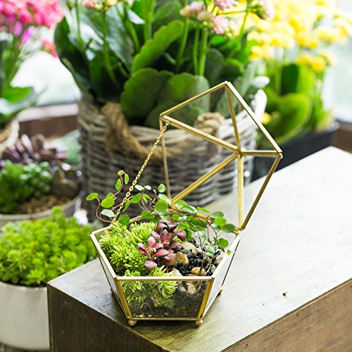 NCYP Vintage Decorative Jewelry Chest Geometric Terrarium Window Box Storage Display Case Pentagon Shape Clear Glass and Brass Tone Air Plant Planter Geo Metal Slanted Top Swing Lid