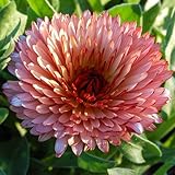The Dirty Gardener Heirloom Organic Mixed Calendula Seeds, 75 Seeds/1 Gram