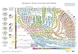 Atlas des Vertebres - Poster - Origine et Evolution des Vertebres by 