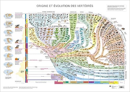Amazon Fr Atlas Des Vertebres Poster Origine Et Evolution Des Vertebres Arthur Escher Robin Marchant Livres