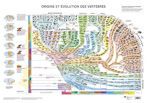 Atlas des Vertebres - Poster - Origine et Evolution des Vertebres by 