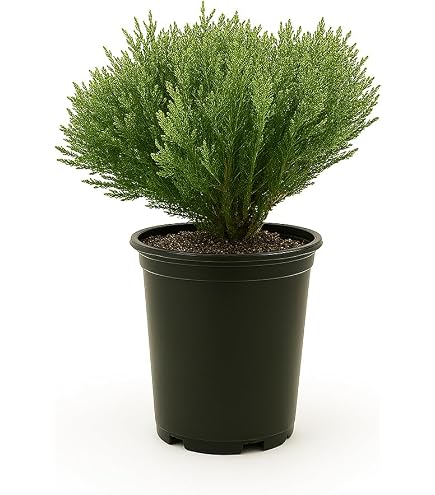 thuja occidentalis globuli d30 Nursery.ca