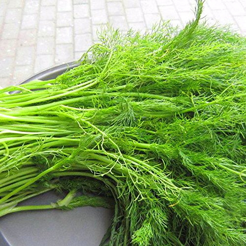 PlenTree 100 Seeds/Pack EU Fragrant Bulb Fennel Seeds Organic Vegetable Bonsai DIY Home Garden