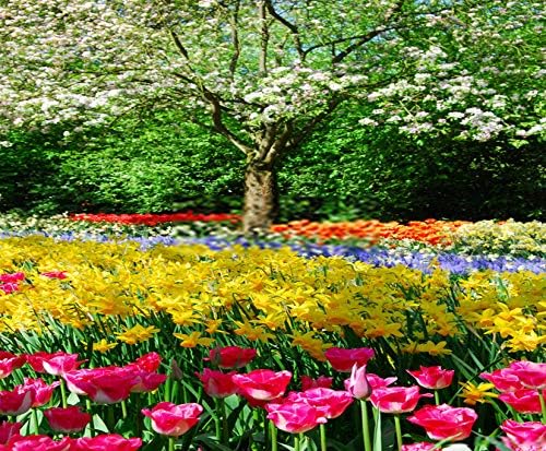 Meowjoy 5D Diamond Painting Numbering Kit DIY Daffodil Springflowers Keukenhof Holland Spring Garden Park Nature 12" X 16" Suitable for Children Adult Full Diamond Embroidery Cross Stitch Crafts