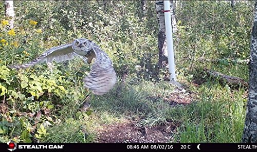 Stealth-Cam-G42-No-Glo-Trail-Game-Camera-STC-G42NG