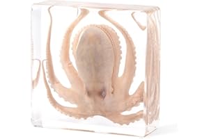 QNCMBUG Taxidermy Octopus, Professional Octopus Taxidermy in Clear Resin - Marine Biology Specimen for Educational Displays & Nautical Decor Real Taxidermy Animal Unique Gift