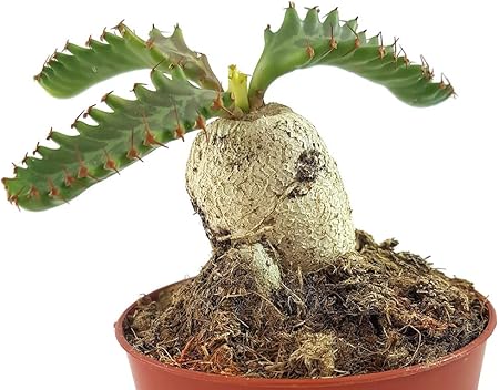 Fangblatt Euphorbia Stellata Eine Besondere Caudex Bildende Euphorbien Pflanze Pflegeleichte Und Seltene Sukkulente Amazon De Garten