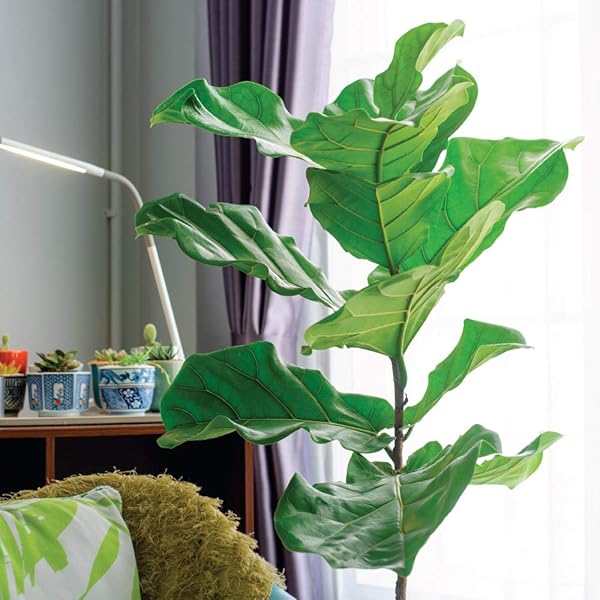 CUTE FARMS INDOOR FIDDLE LEAF FICUS LYRATA & FIG TREE FERTILIZER | GENTLE PLANT FOOD CONCENTRATE 3-1-2 FOR HEALTHY LEAVES & ROOTS (TWO – 8 OZ. BOTTLES)