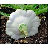 Early White Summer Scallop Blend Squash Seeds - Approximately 40 Seeds - Marde Ross &amp; Comp