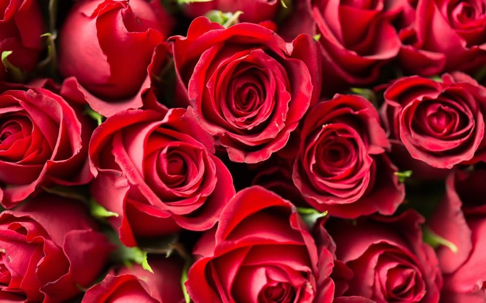 Amazon 絵画風 壁紙ポスター はがせるシール式 バラの花束 薔薇 レッドシャトー モダンローズ 花 キャラクロ Fros 008w2 ワイド版 603mm 376mm 建築用壁紙 耐候性塗料 おもちゃ おもちゃ