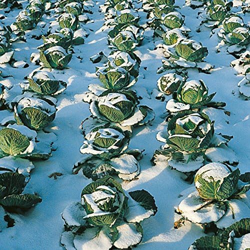 PREMIER SEEDS DIRECT - Cabbage Winter - Tundra F1-55 Finest Seeds