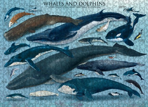 EuroGraphics Whales and Dolphins Puzzle (1000-Piece)