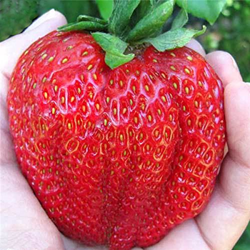 100Pcs Giant Red Strawberry Seeds Heirloom Super Japan Strawberry Garden Seeds by Edible Gard