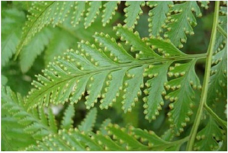 Davallia denticulata Rabbits Foot Fern 100 Seeds Amazon.co.uk