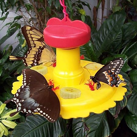 Amazon Com Songbird Essentials Se78200 Butterfly Feeder Set Of