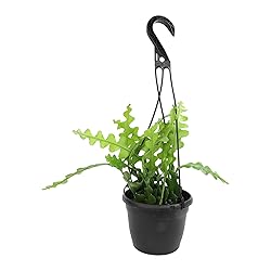 Zigzag Fishbone Cactus Plants Hanging