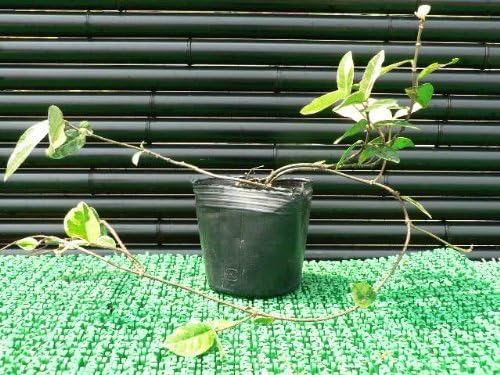 Amazon Co Jp ニシキテイカ テイカカズラ ポット苗 鮮やかな斑入り葉が魅力のつる性植物 ホーム キッチン